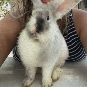 Meet your Posher, Bailey